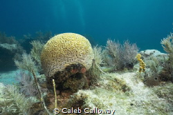 This image is an illustration on the coral bleaching on t... by Caleb Calloway 